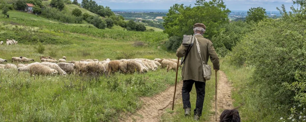 landscape-back-view-old-shepherd-dog-walking-toward-his-sheep-countryside