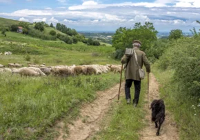 landscape-back-view-old-shepherd-dog-walking-toward-his-sheep-countryside